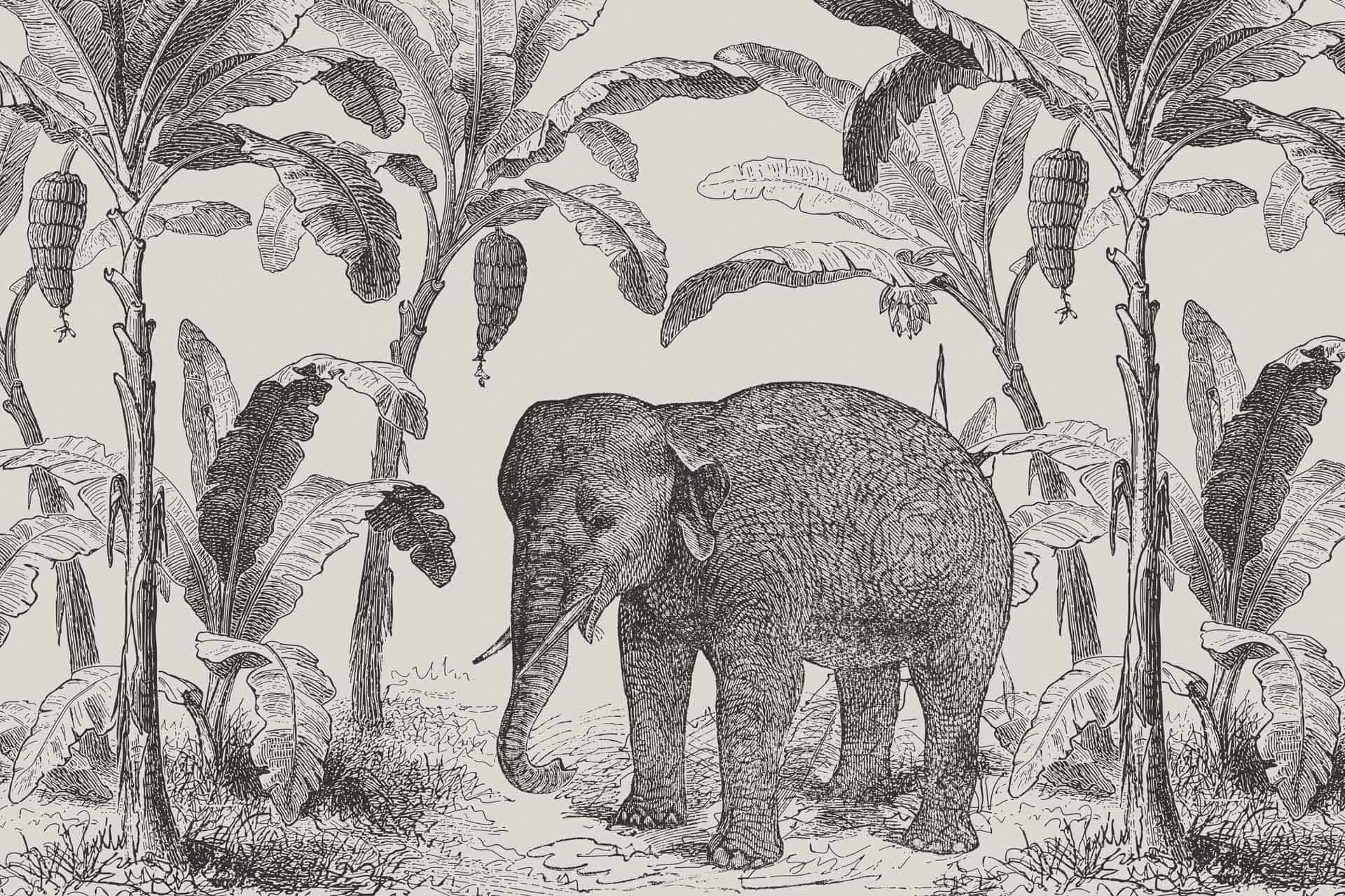 Elephant Island