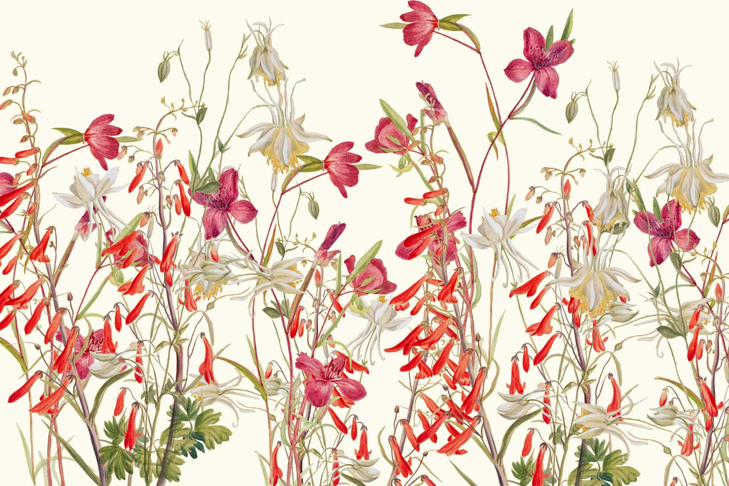 English Meadow