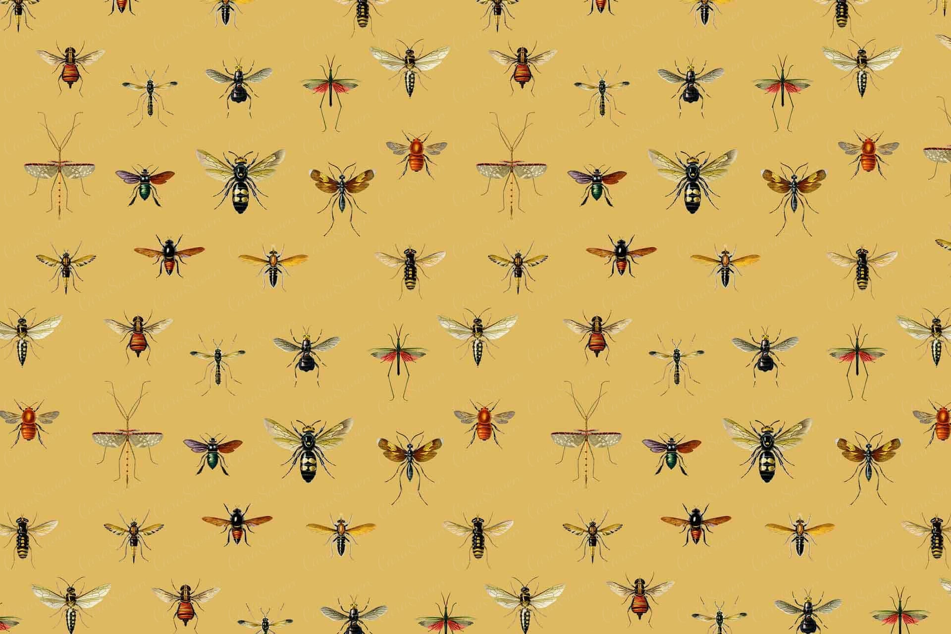 Entomology