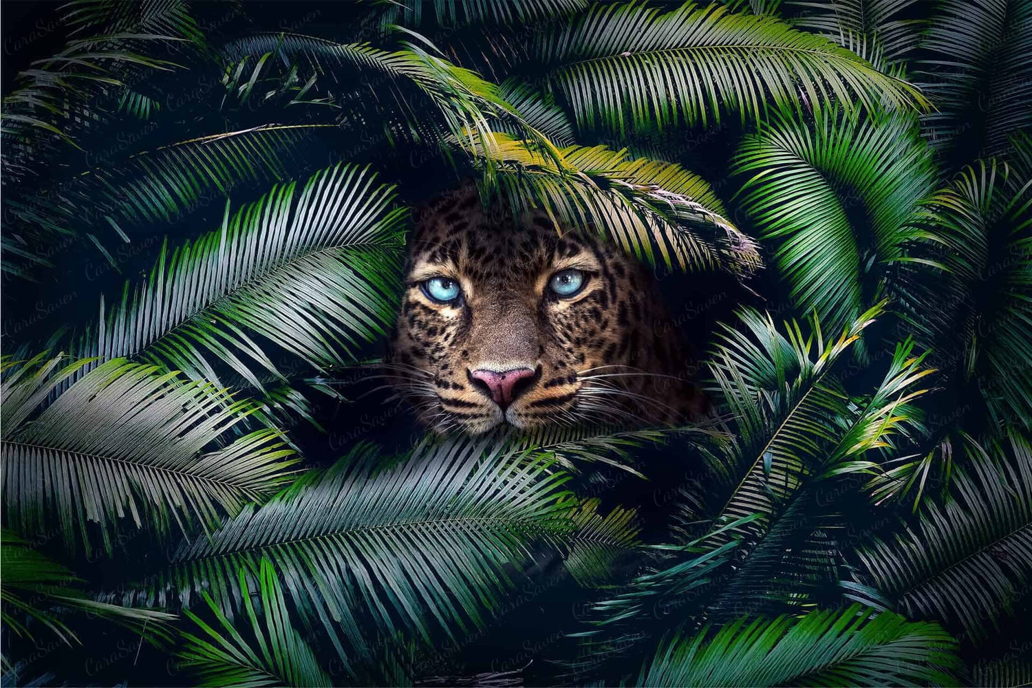 Eyes Of Blue