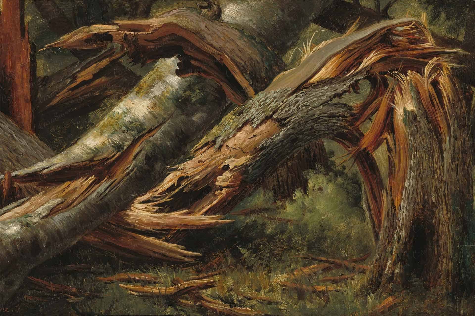 Fallen Tree