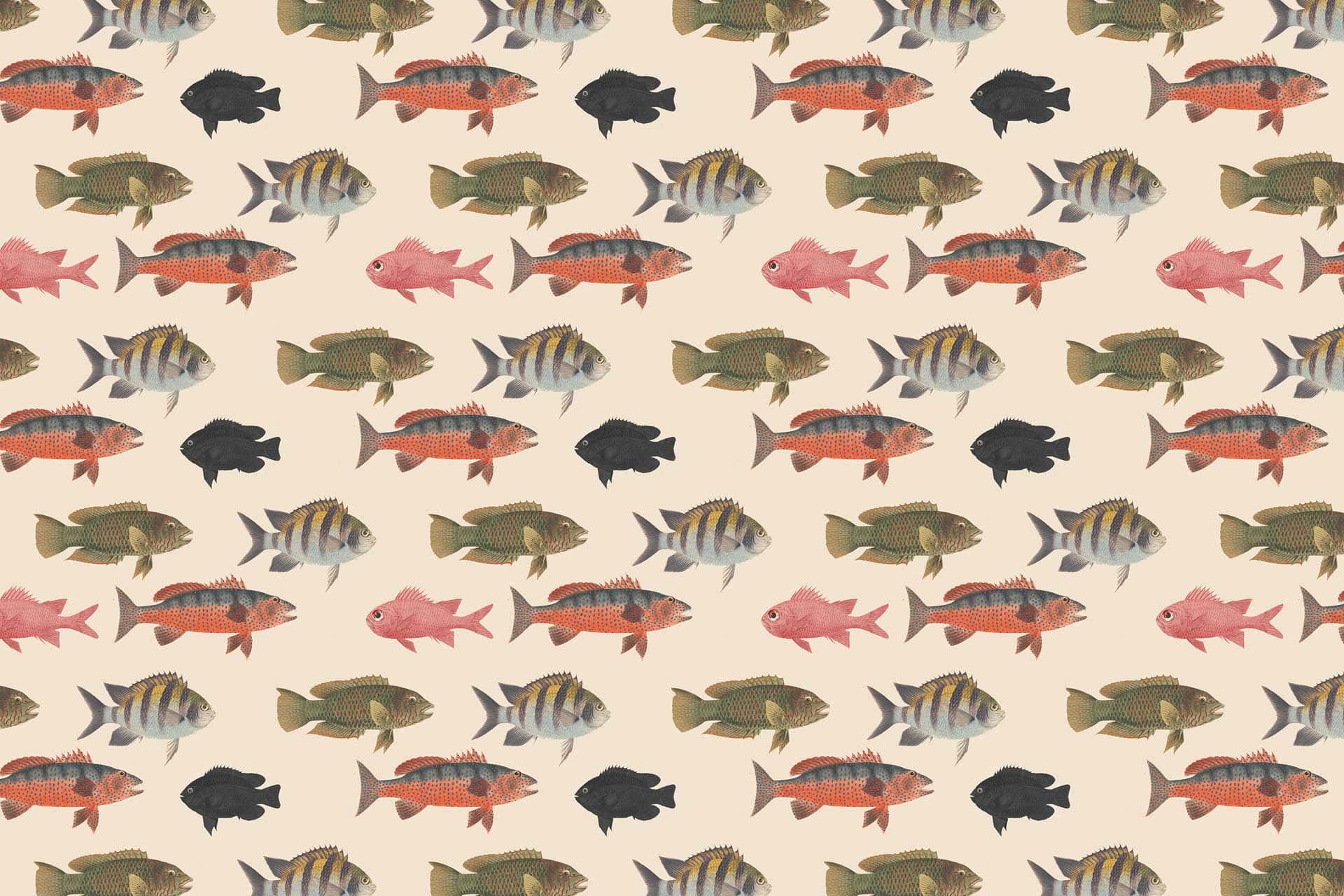 Fish Food
