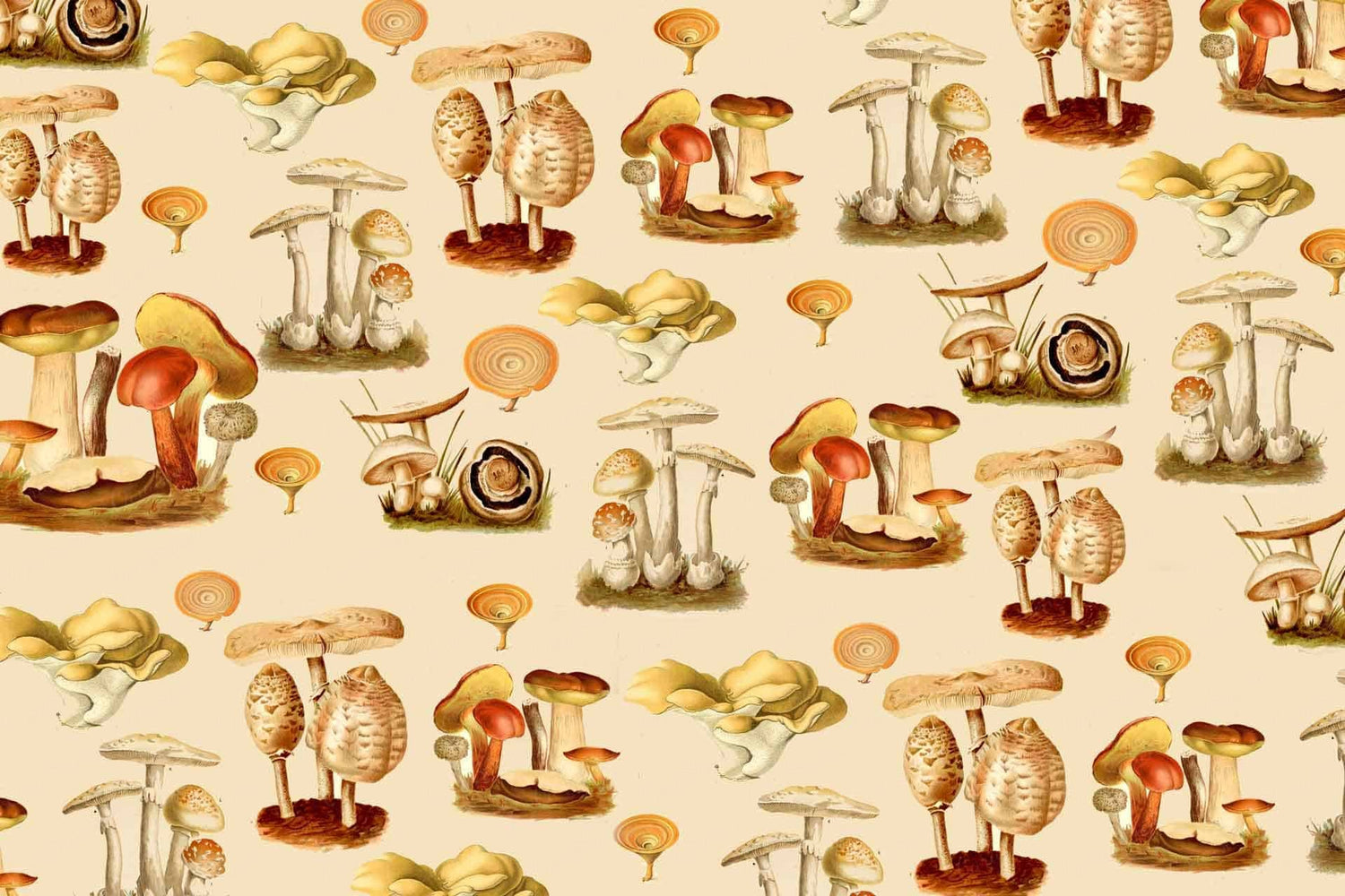 Fungi