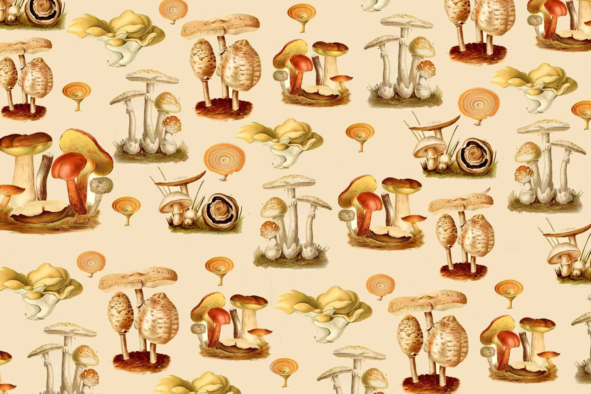 Fungi