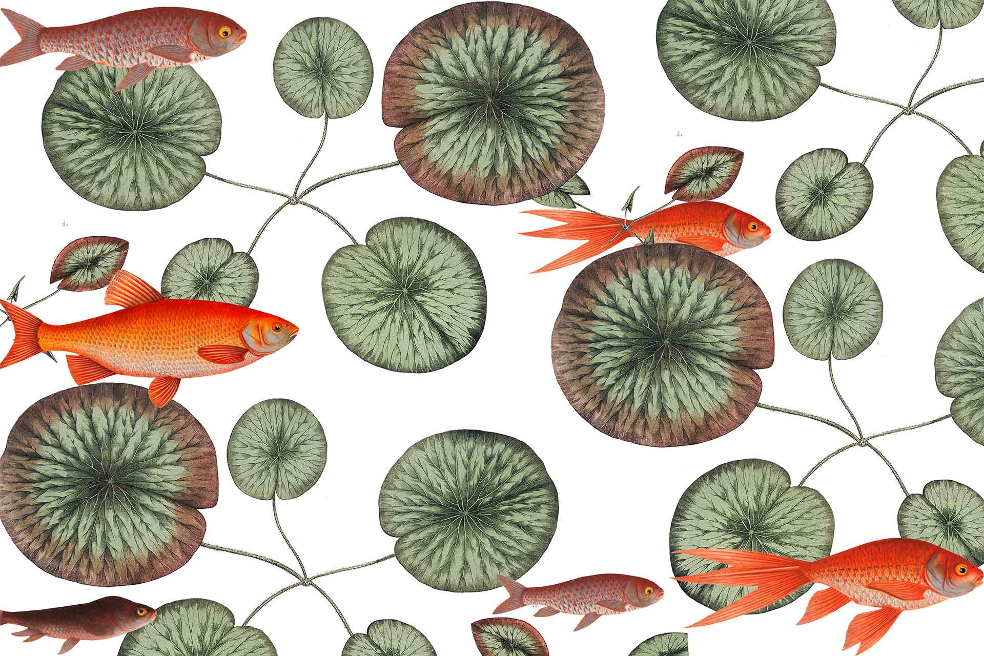 Goldfish