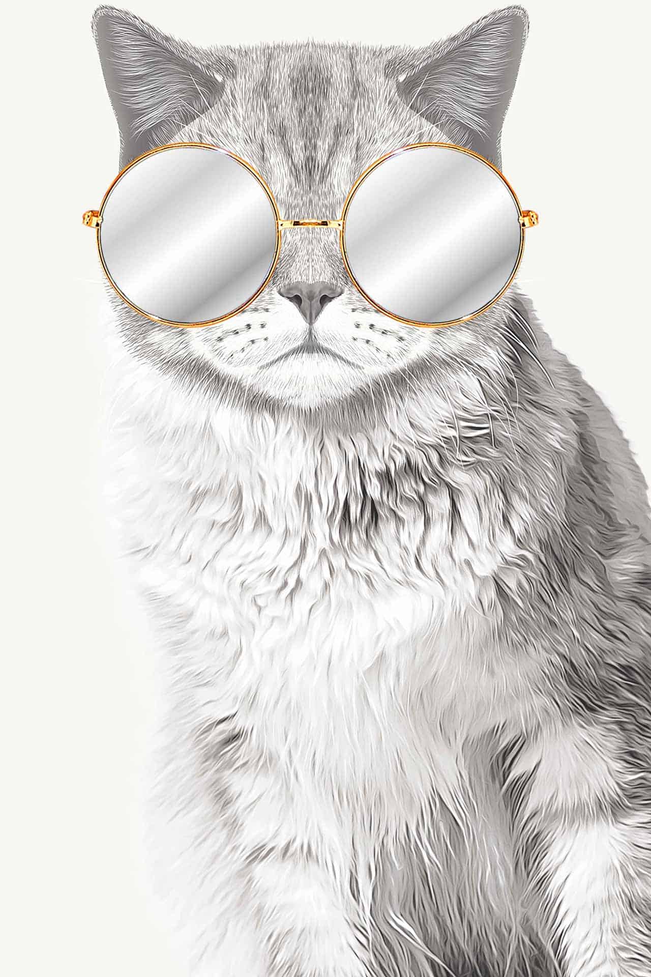 Here Kitty Kitty