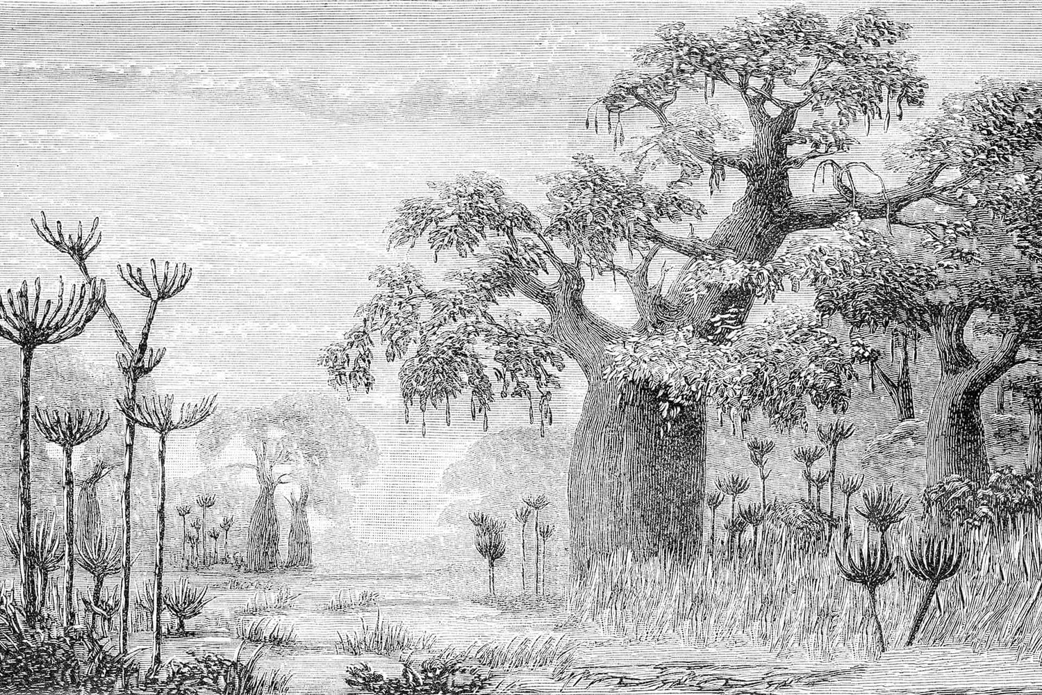 Joshua Baobab
