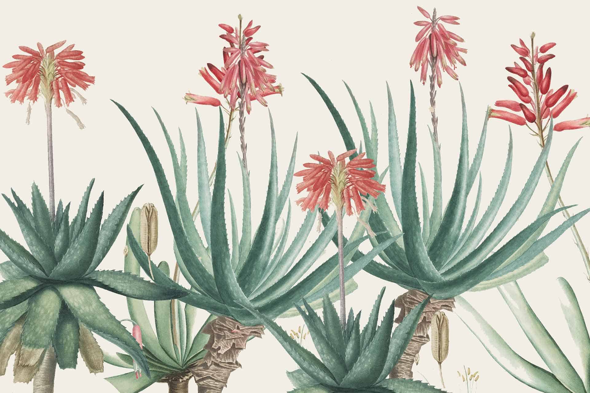 Medicine Man