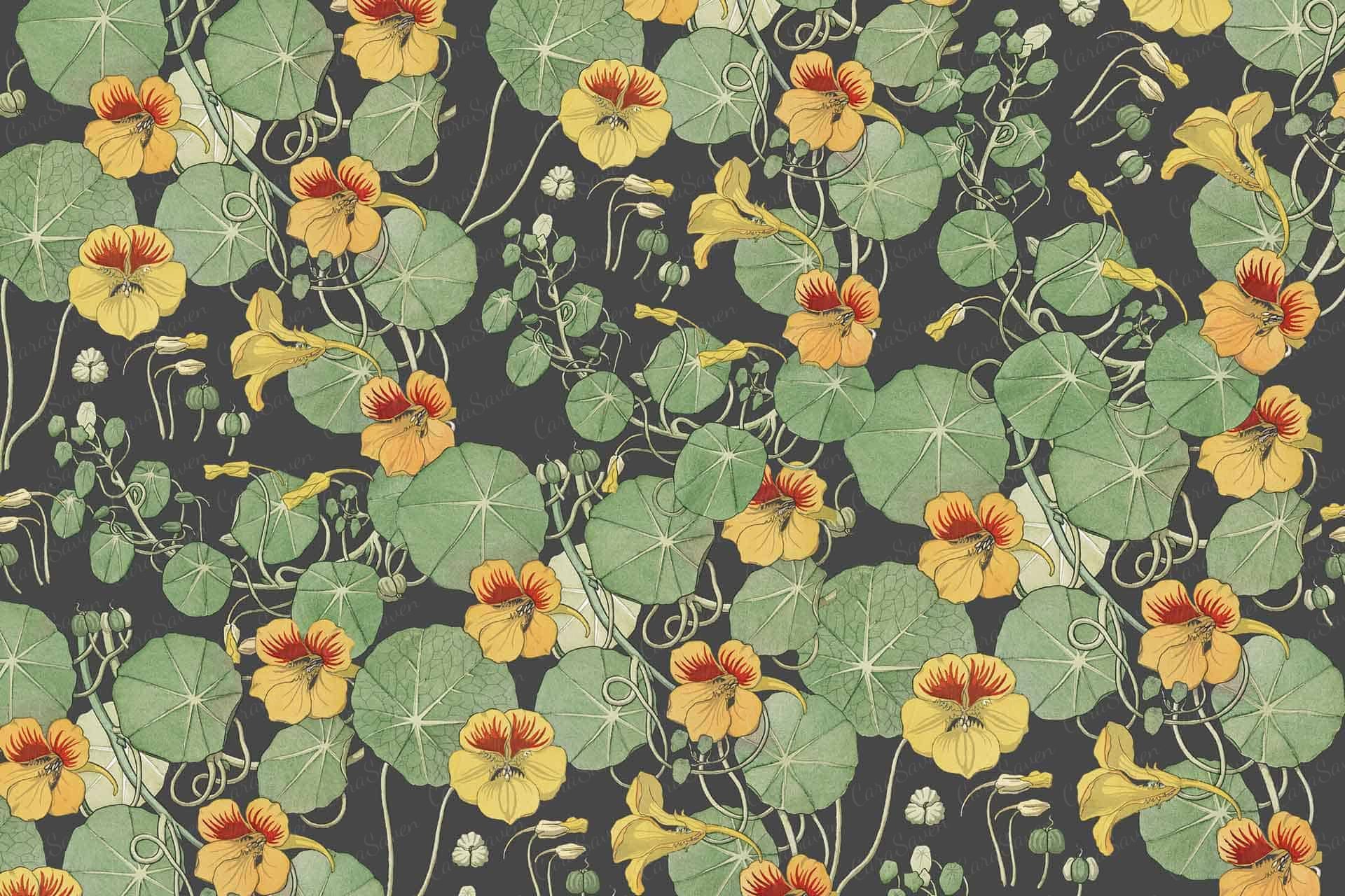 Nasturtium