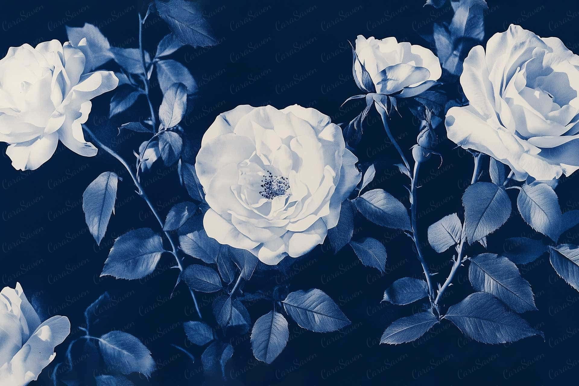 Night Bloom