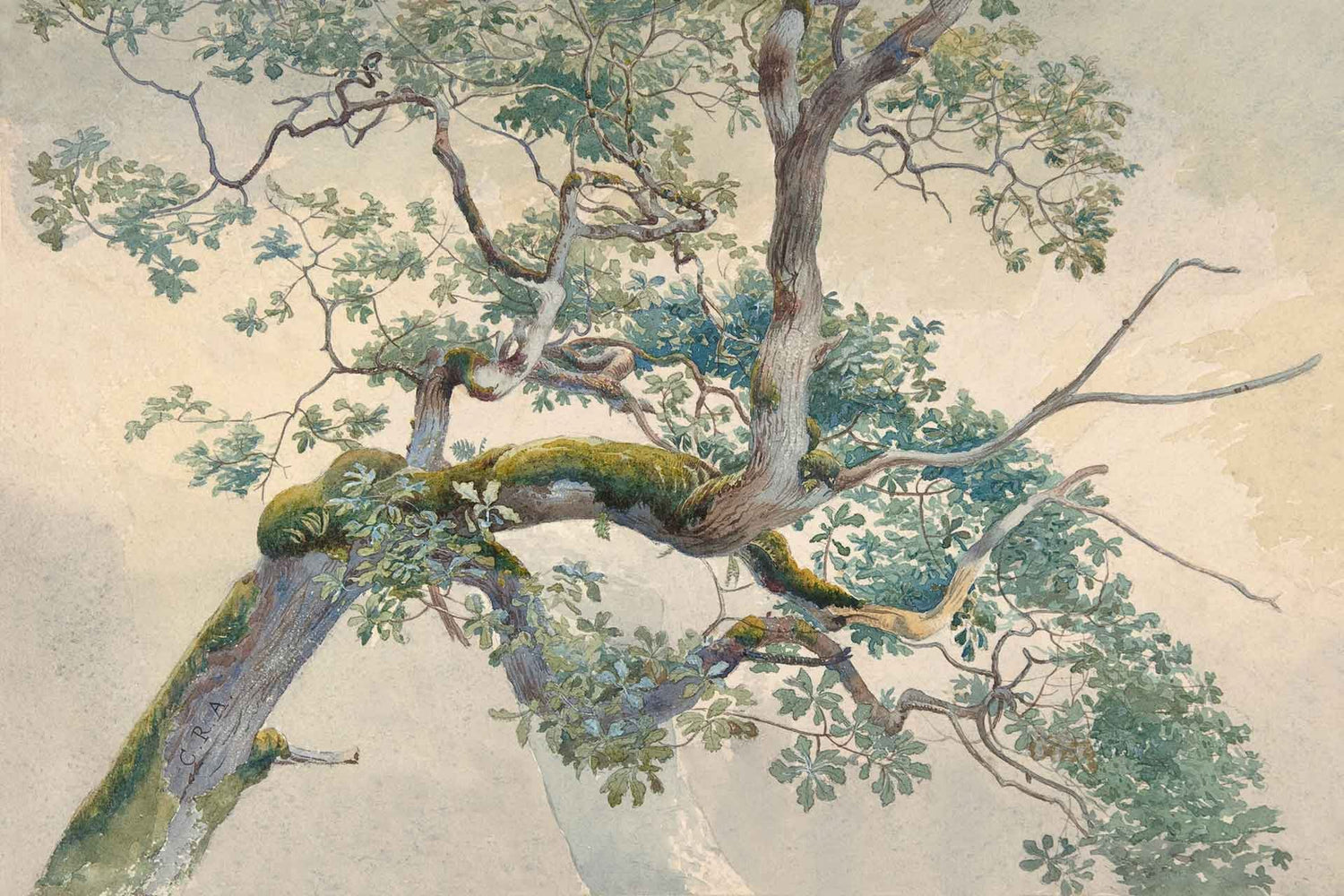 On a Limb