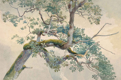 On a Limb