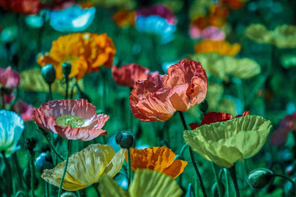 Opium Field
