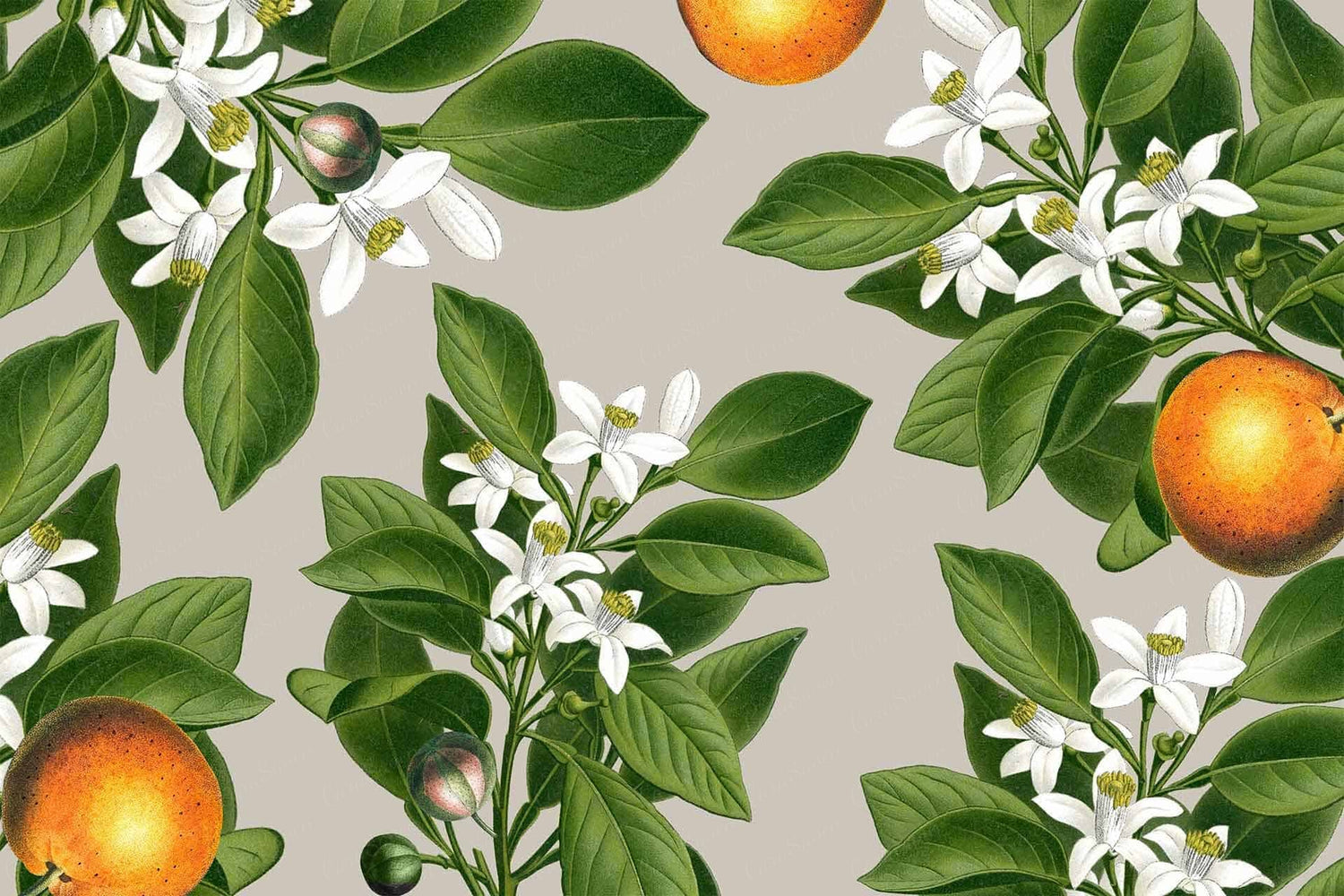 Orange Blossoms