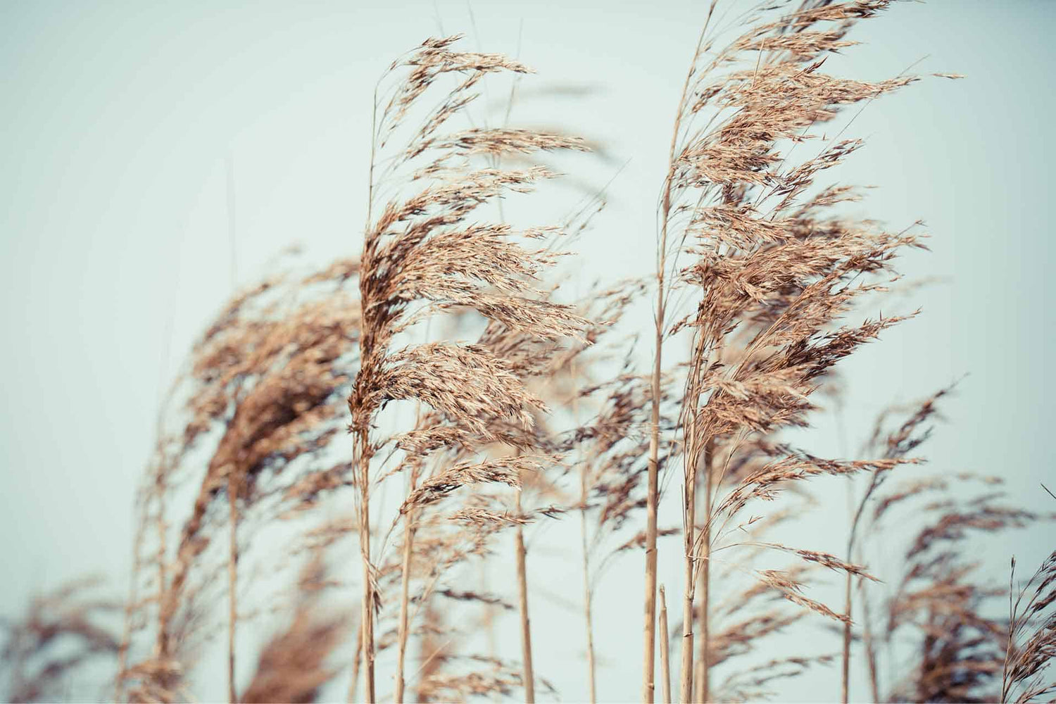 Pampas