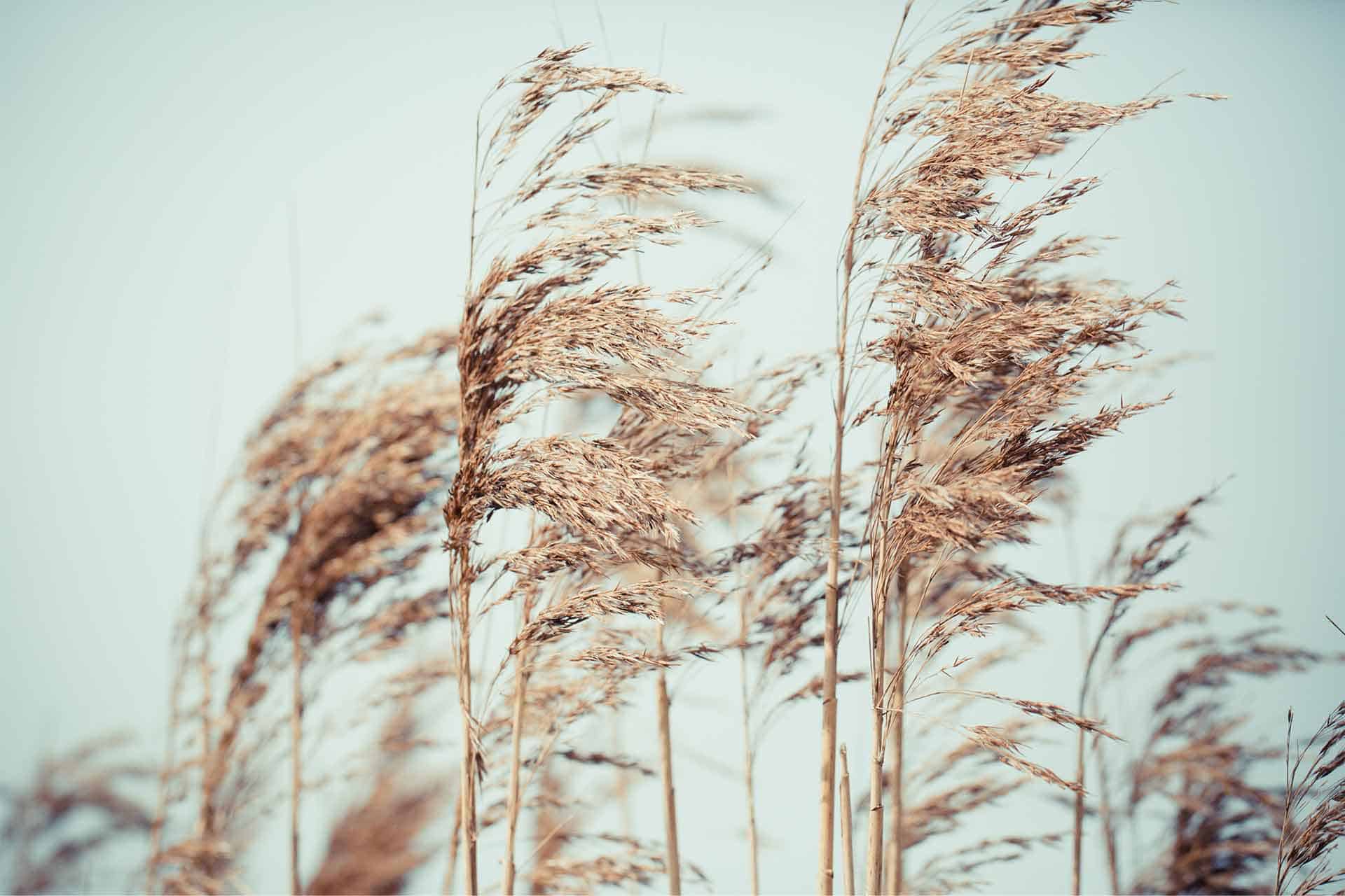 Pampas
