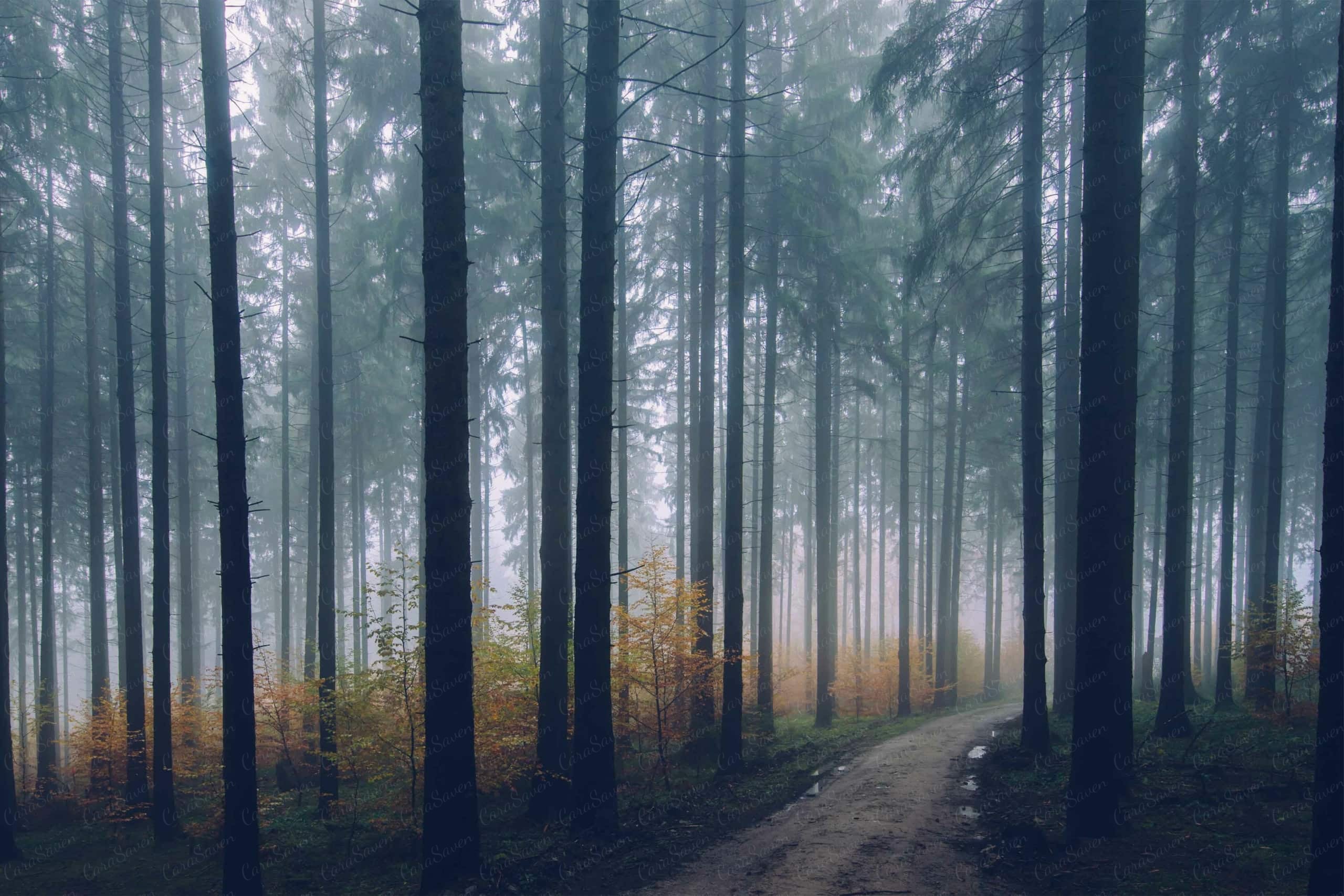 Path To Freedom