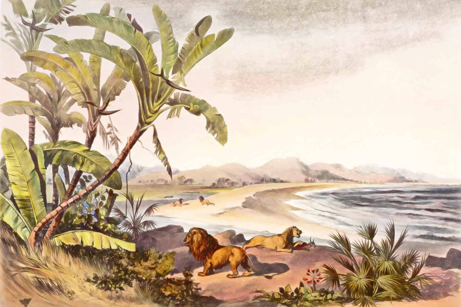 Sand Lions