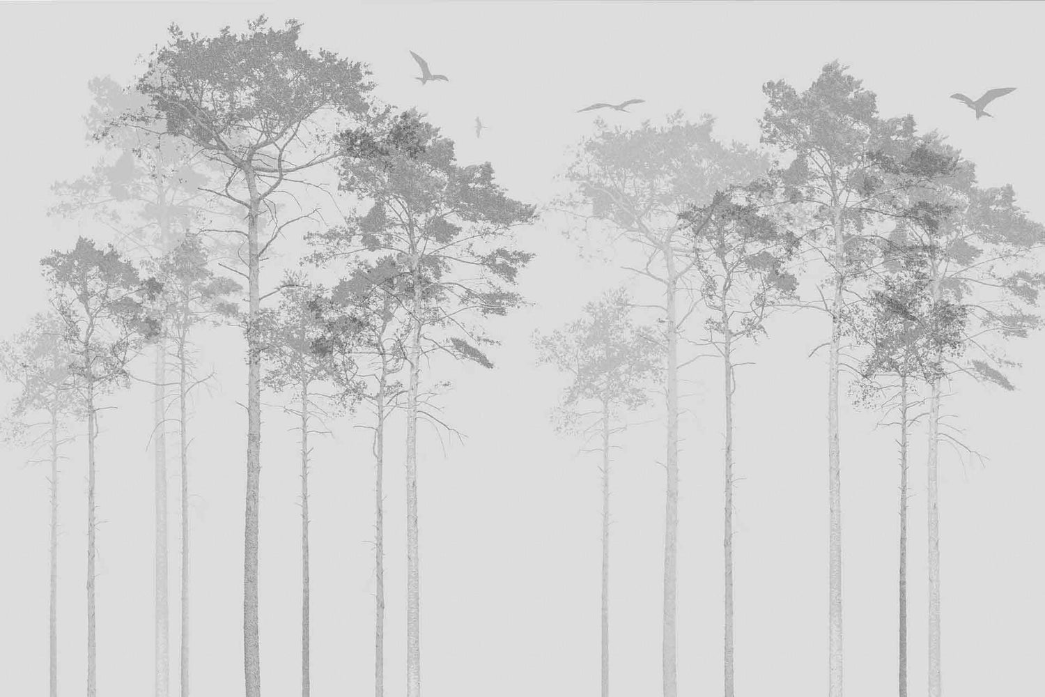 Scotch Pine