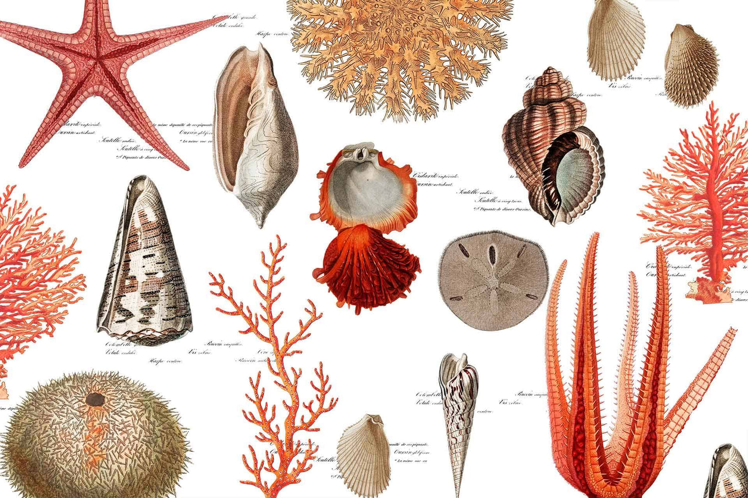 Shell Collector