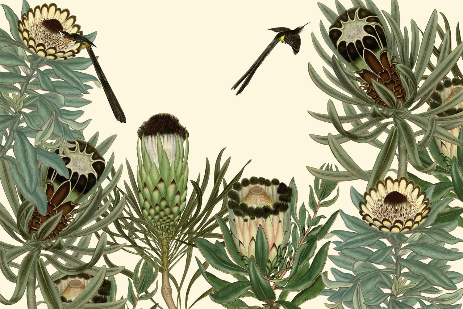 Sugarbird Protea