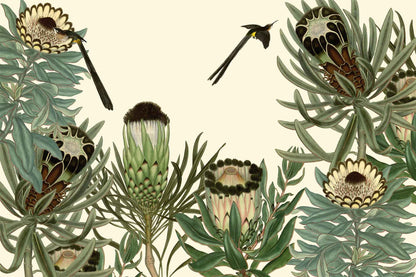 Sugarbird Protea