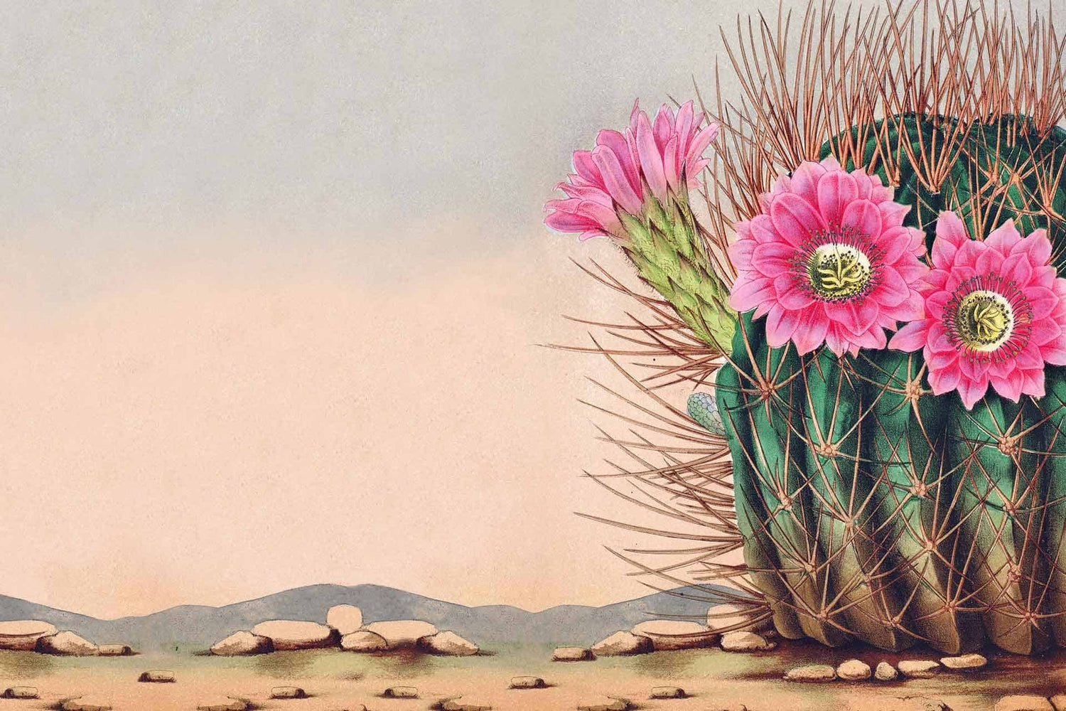 The Desert