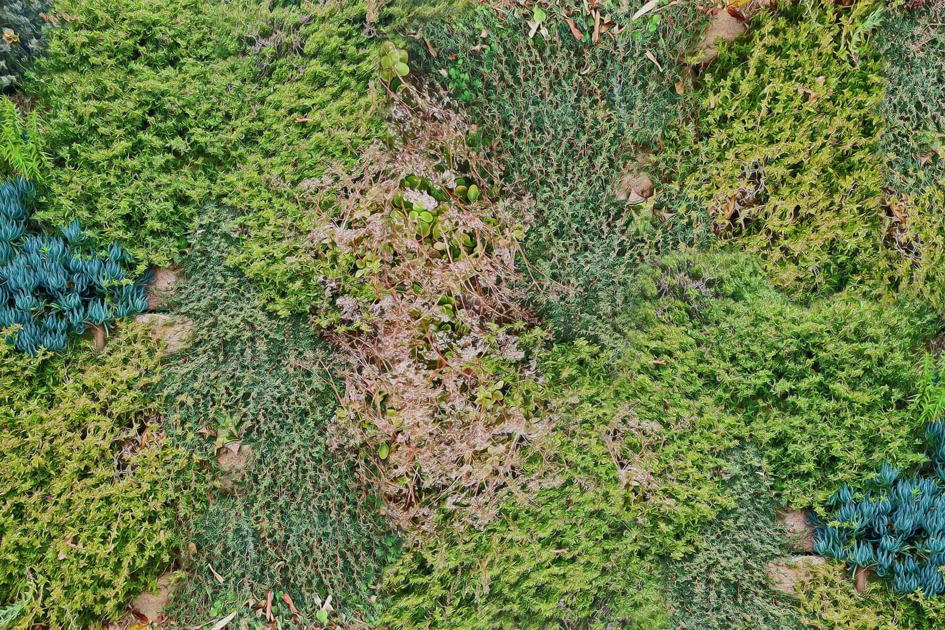 Undergrowth