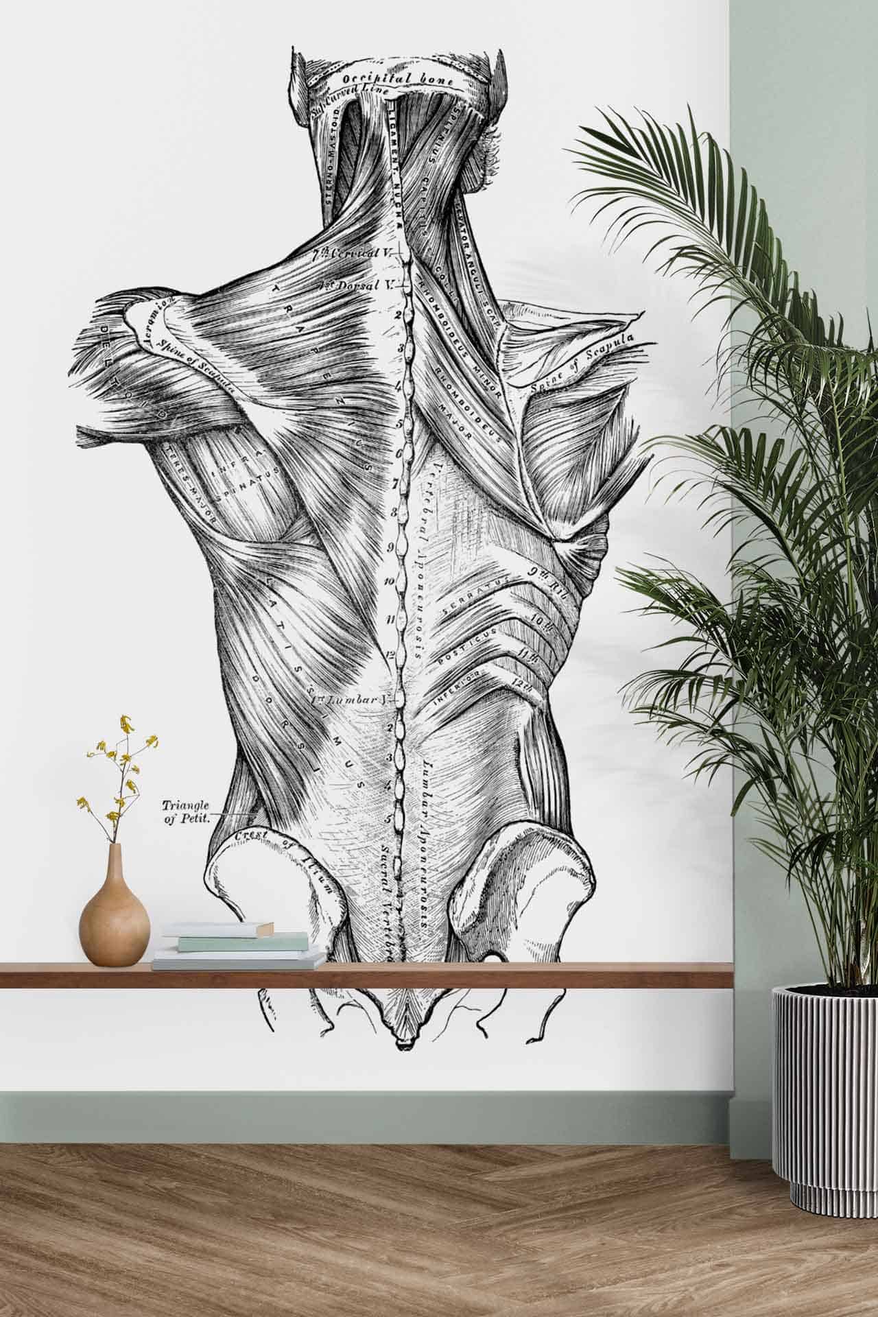 Anatomy