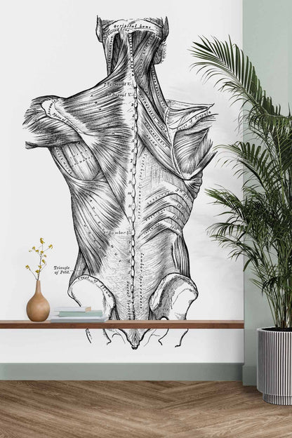Anatomy