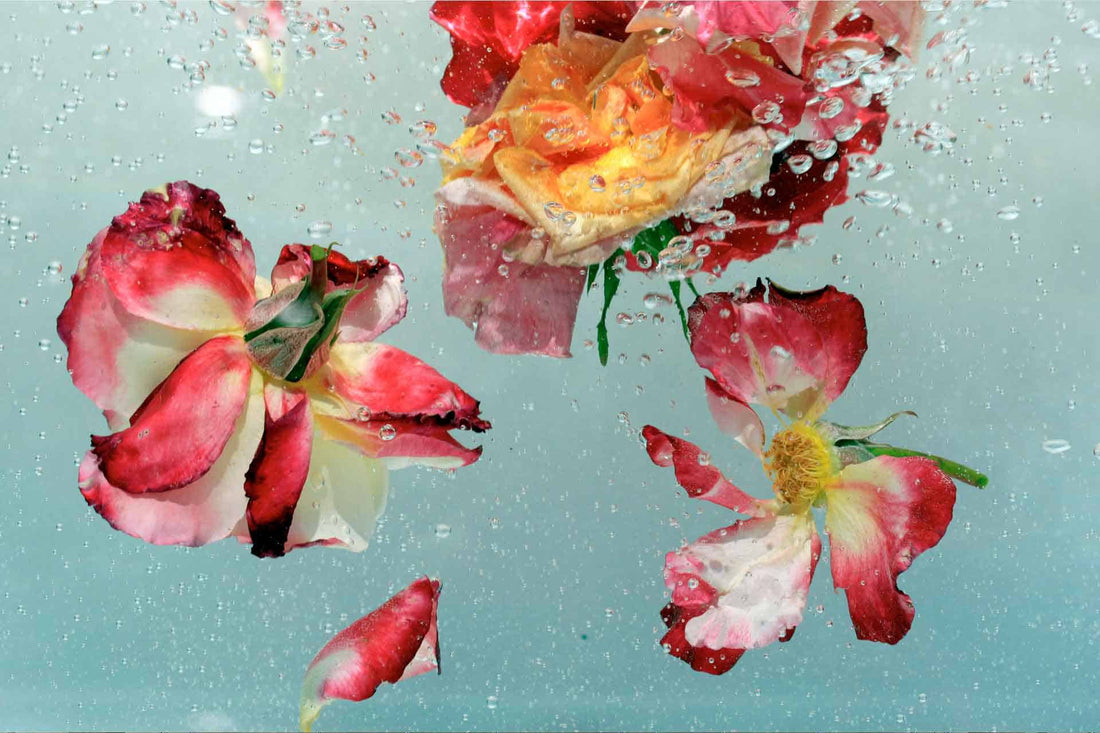Aqua Roses