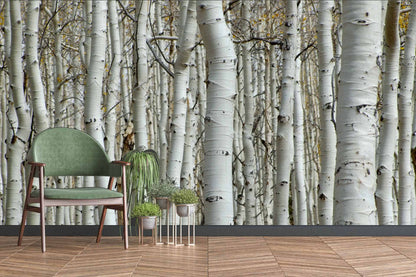 Aspen Trees