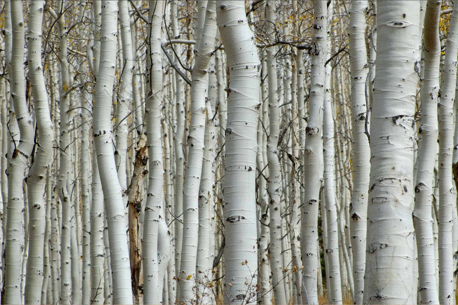 Aspen Trees