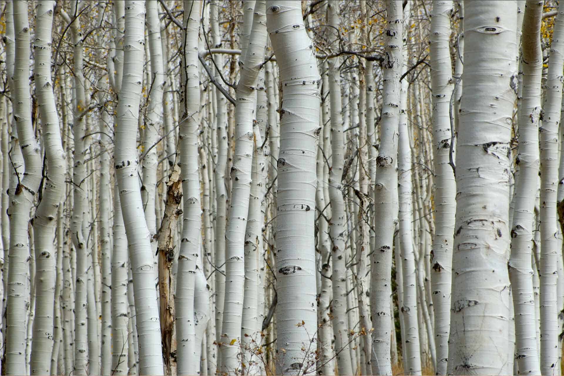 Aspen Trees