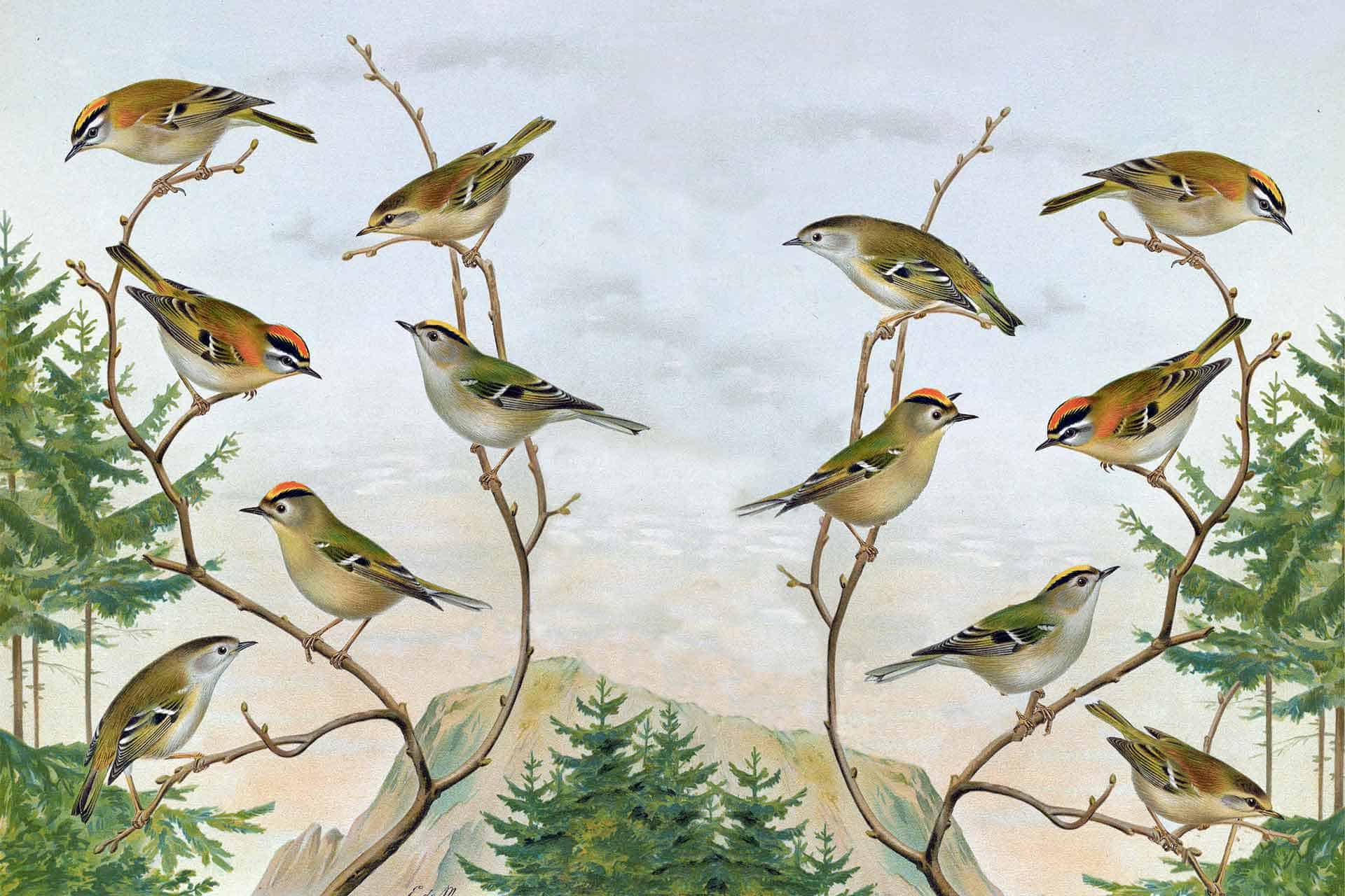 Birds on a Twig