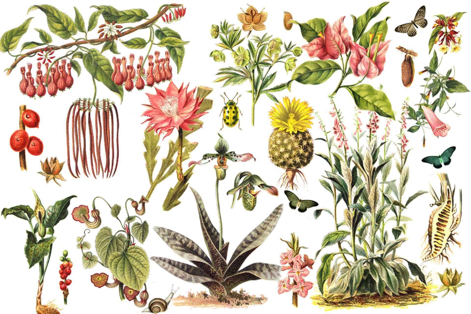 Botanical Bugs