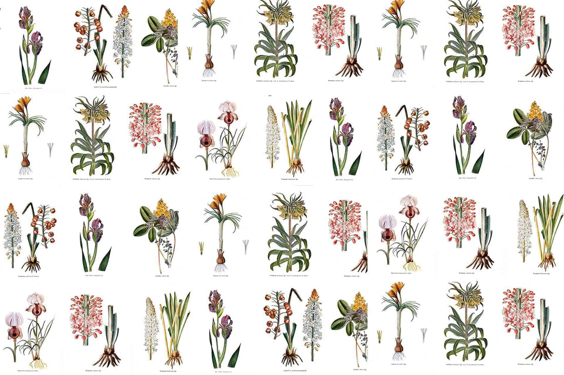 Botanists Wall