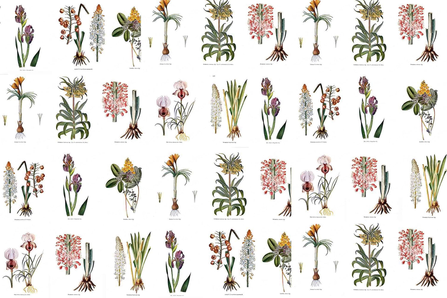 Botanists Wall