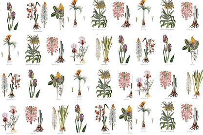 Botanists Wall