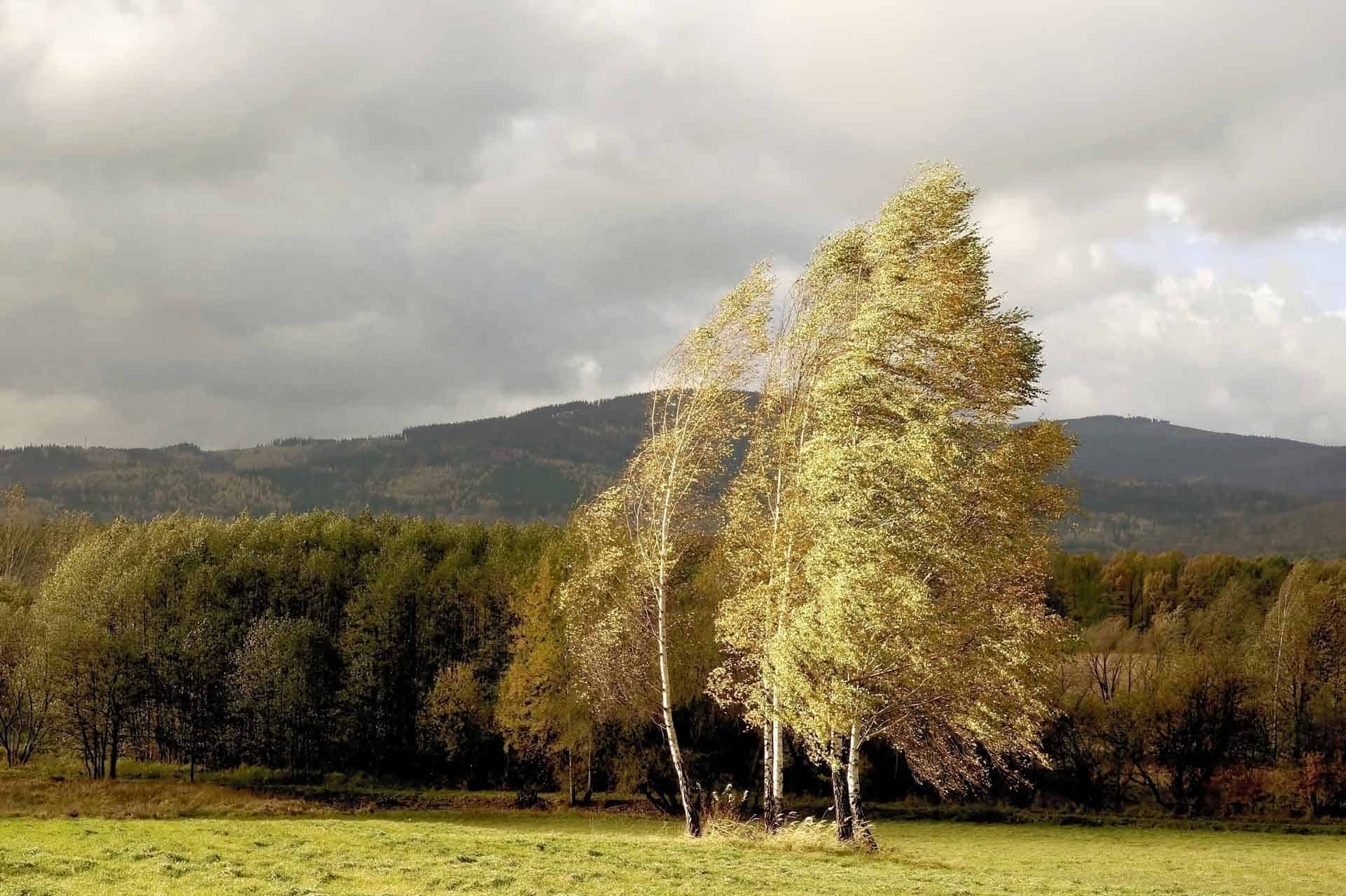 Breezy Trees