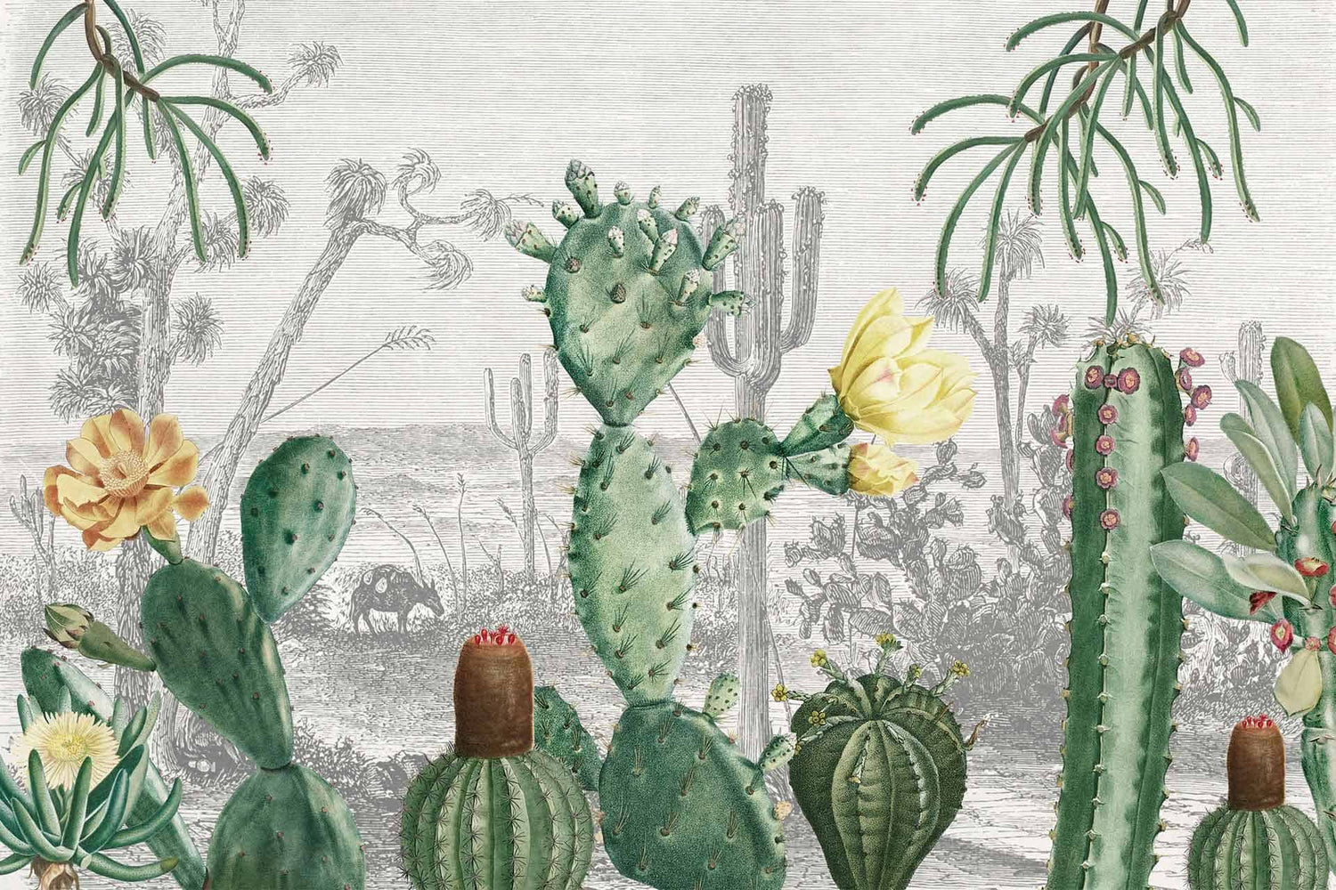 Cactus Heaven