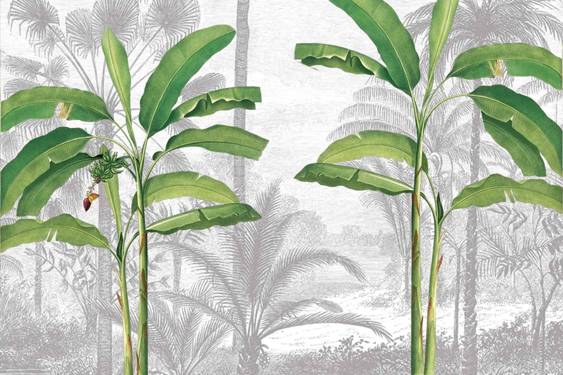Cara Palms