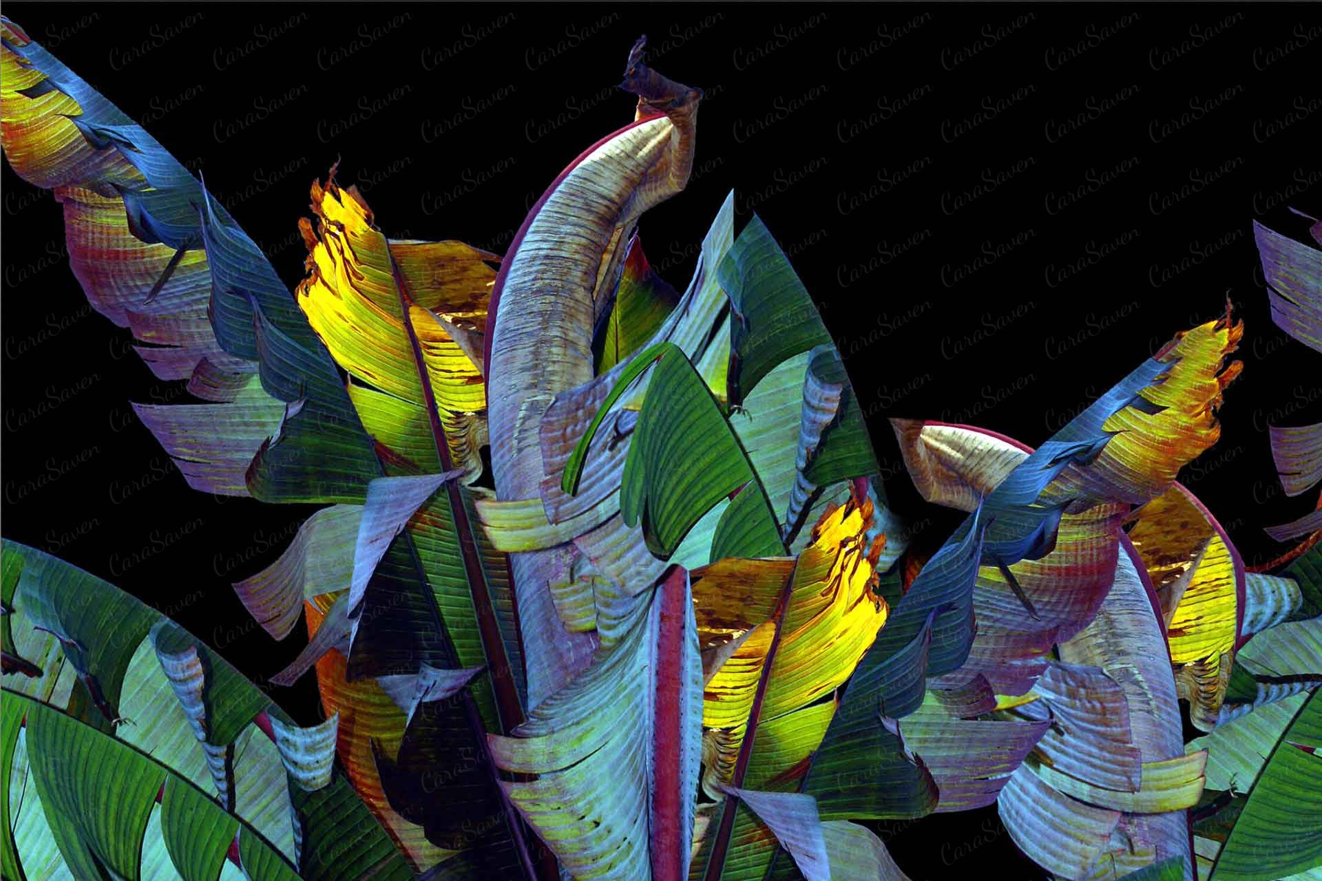 Rainbow Leaves
