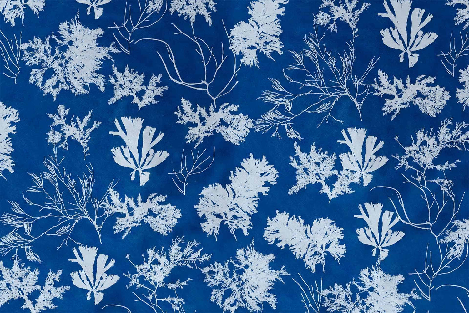 Cyanotype
