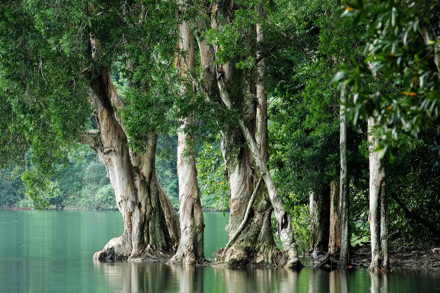 Deep Jungle