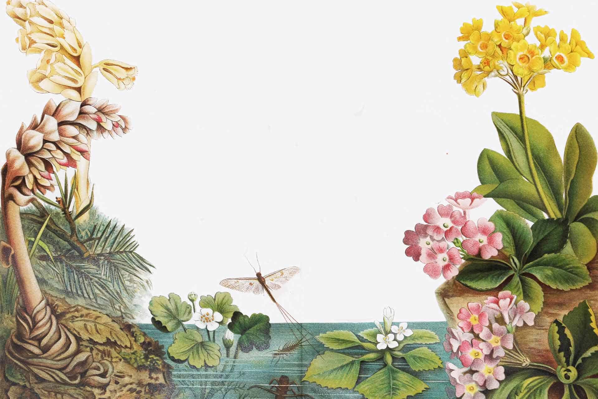 Dragonflies Whizz By