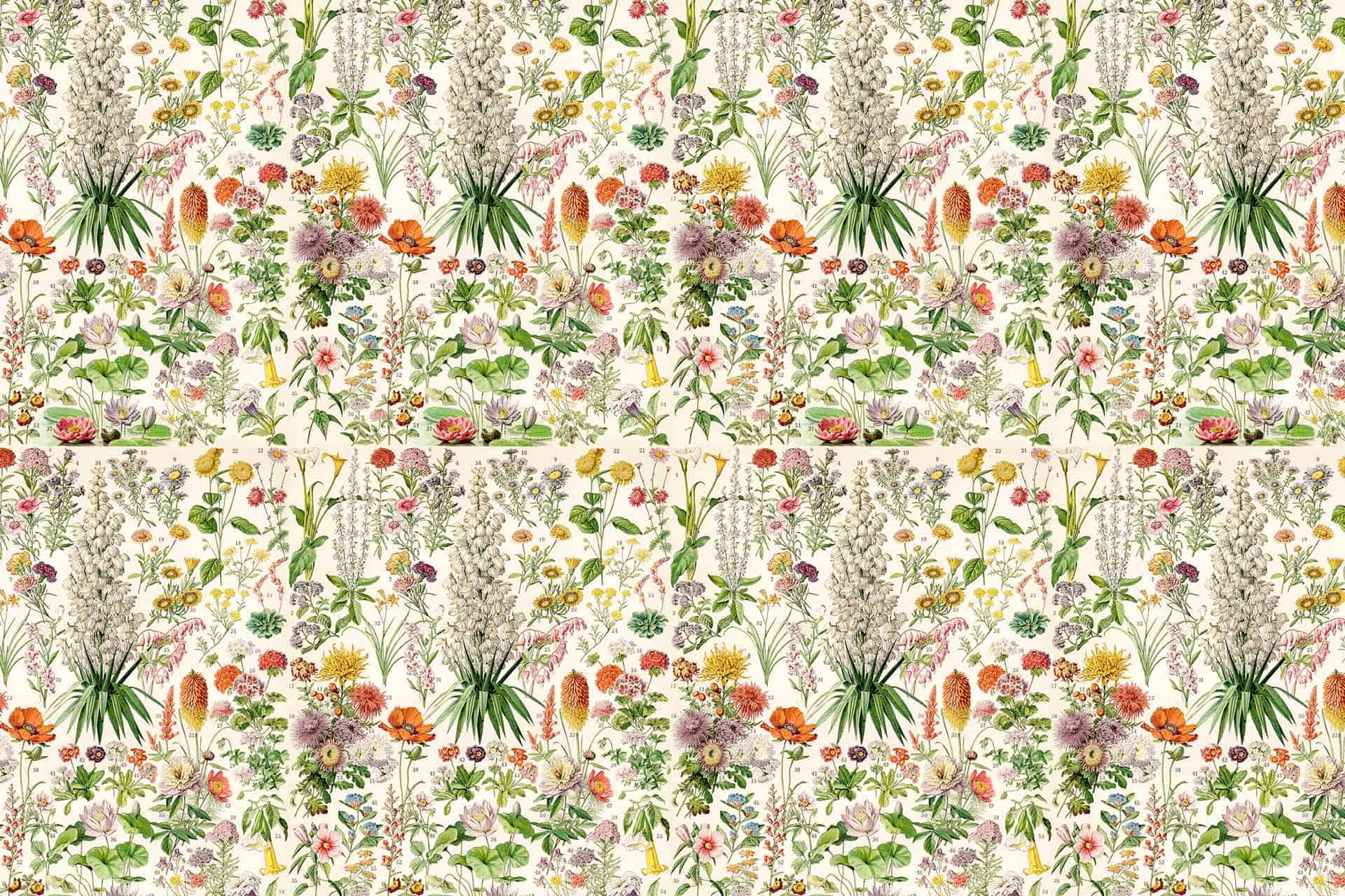 Elizabeths Garden