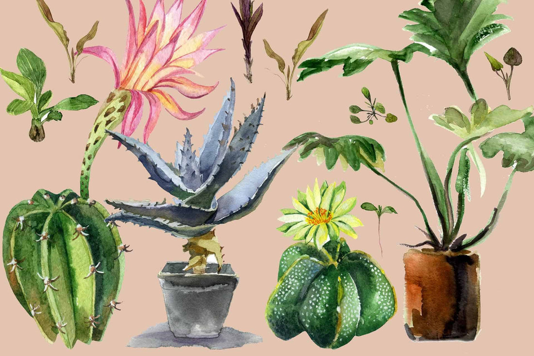 House Plants