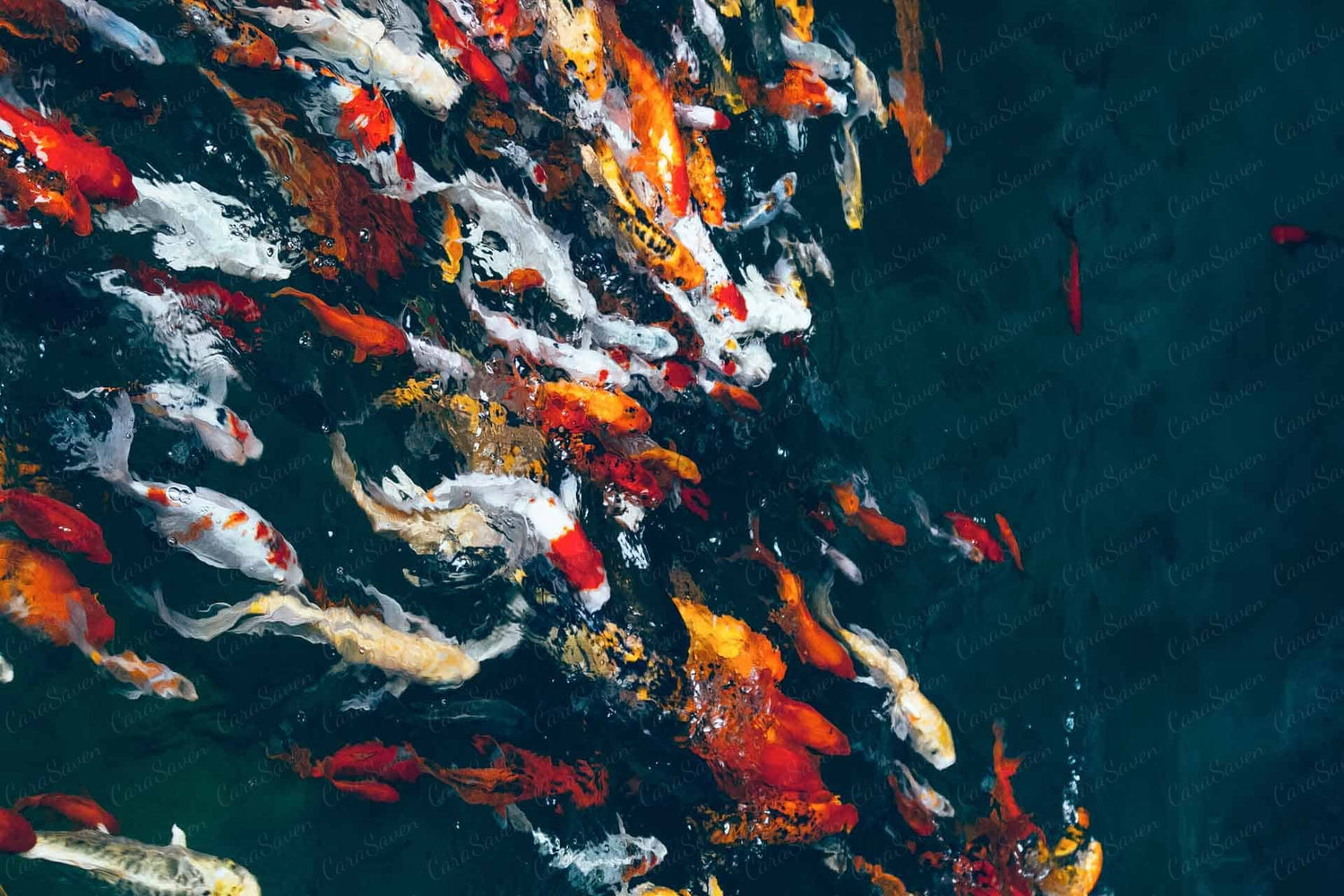 Koi Commute