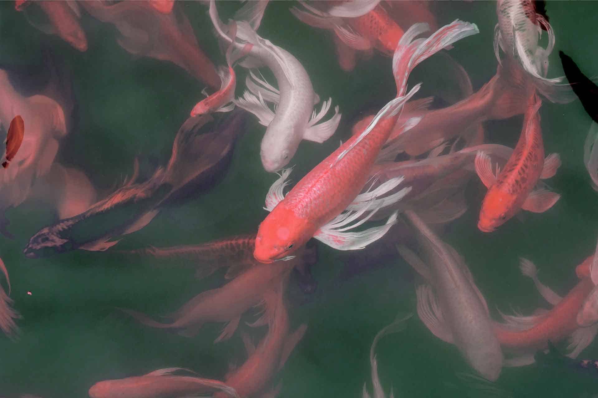 Koi Pond
